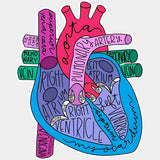Colorful Heart Anatomy - Cardiac Nurse DTF Transfers ready2transfer Light Color Design (See Imaging)