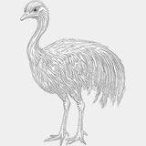 Emu B&W - Animals DTF Transfers - Adult Unisex - S & M (10’’) / Light Color Design (See Imaging)