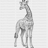 Giraffe B&W - Animals DTF Transfers - Adult Unisex - S & M (10’’) / Dark Color Design (See Imaging)