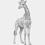 Giraffe B&W - Animals DTF Transfers - Adult Unisex - S & M (10’’) / Light Color Design (See Imaging)