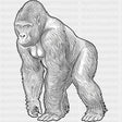Gorilla B&W - Animals DTF Transfers - Adult Unisex - S & M (10’’) / Dark Color Design (See Imaging)