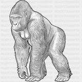 Gorilla B&W - Animals DTF Transfers - Adult Unisex - S & M (10’’) / Dark Color Design (See Imaging)
