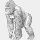 Gorilla B&W - Animals DTF Transfers - Adult Unisex - S & M (10’’) / Light Color Design (See Imaging)