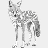 Jackal B&W - Animals DTF Transfers - Adult Unisex - S & M (10’’) / Light Color Design (See Imaging)
