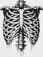 Ribcage B&W - Halloween DTF Transfer Adult Unisex - S & M (10’’) / Dark Color Design (See Imaging)