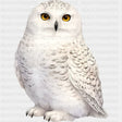 Snowy Owl - Animals DTF Transfers