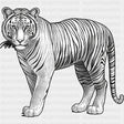 Tiger B&W - Animals DTF Transfers - Adult Unisex - S & M (10’’) / Dark Color Design (See Imaging)