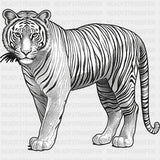 Tiger B&W - Animals DTF Transfers - Adult Unisex - S & M (10’’) / Dark Color Design (See Imaging)