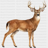 White Tailed Deer - Animals DTF Transfers