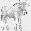 Wildebeest B&W - Animals DTF Transfers - Adult Unisex - S & M (10’’) / Dark Color Design (See Imaging)