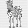 Zebra B&W - Animals DTF Transfers - Adult Unisex - S & M (10’’) / Dark Color Design (See Imaging)